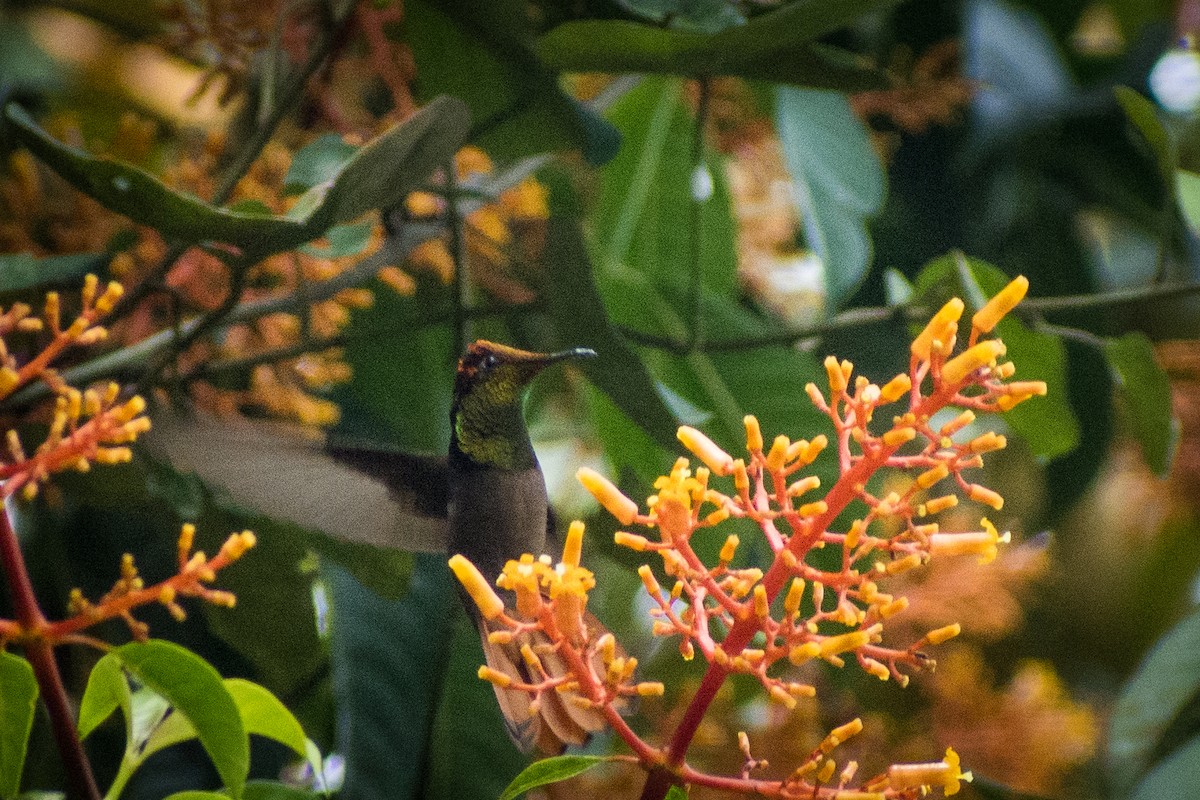 kolibřík červenohlavý - ML251877341