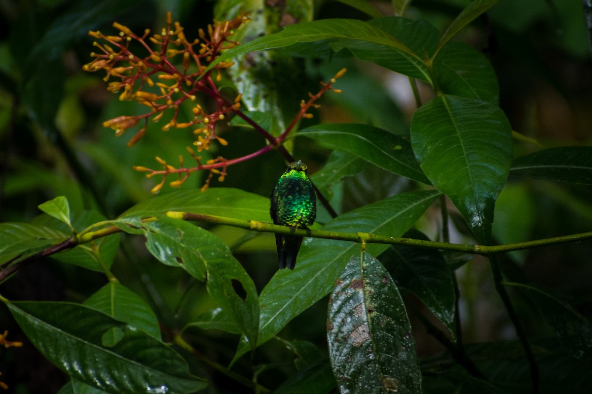 Red-billed Emerald - Michael  Pasaje Bolaños