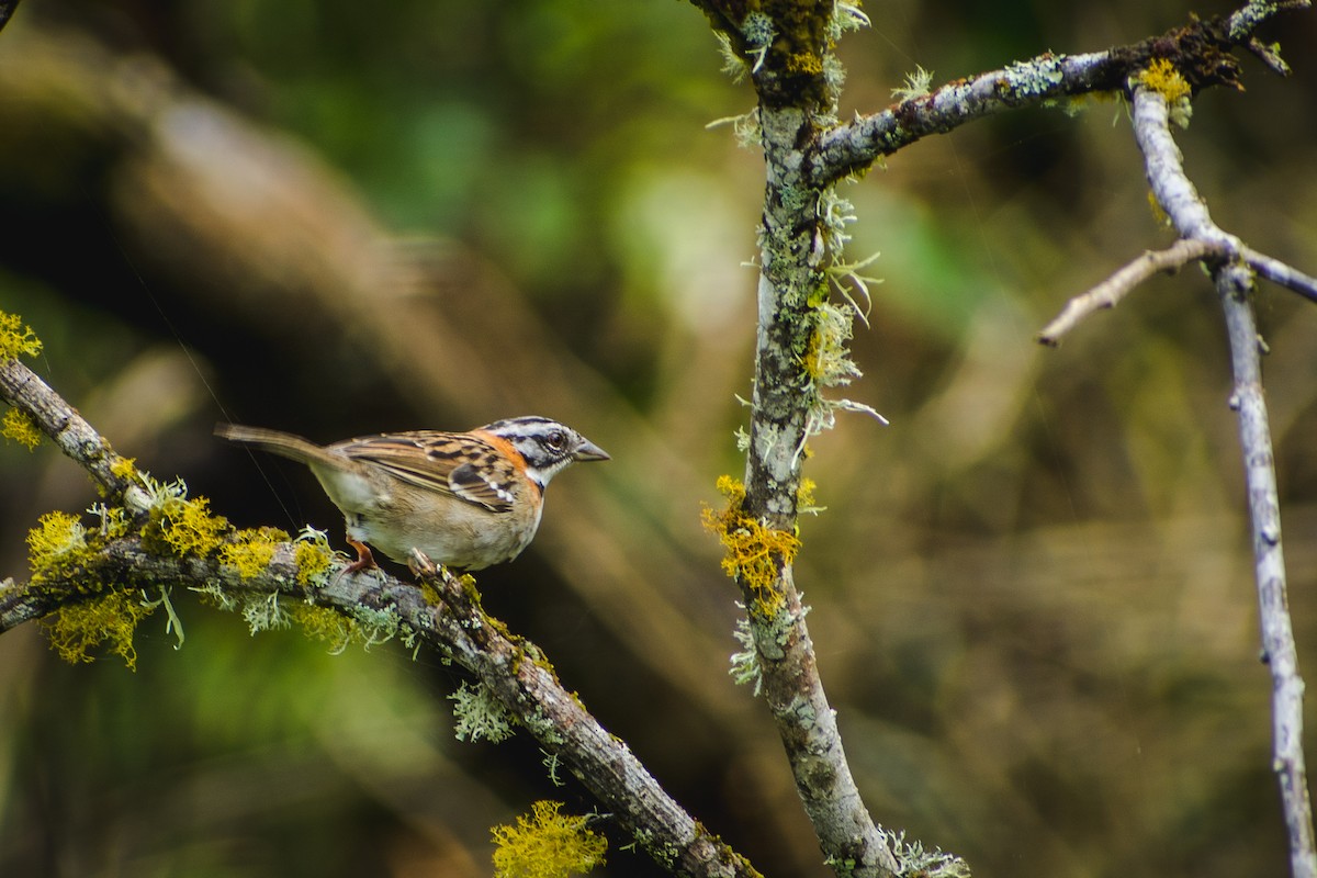 Rufous-collared Sparrow - Michael  Pasaje Bolaños