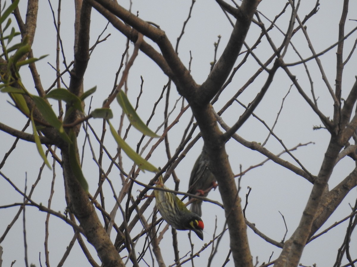 Coppersmith Barbet - ML25187901