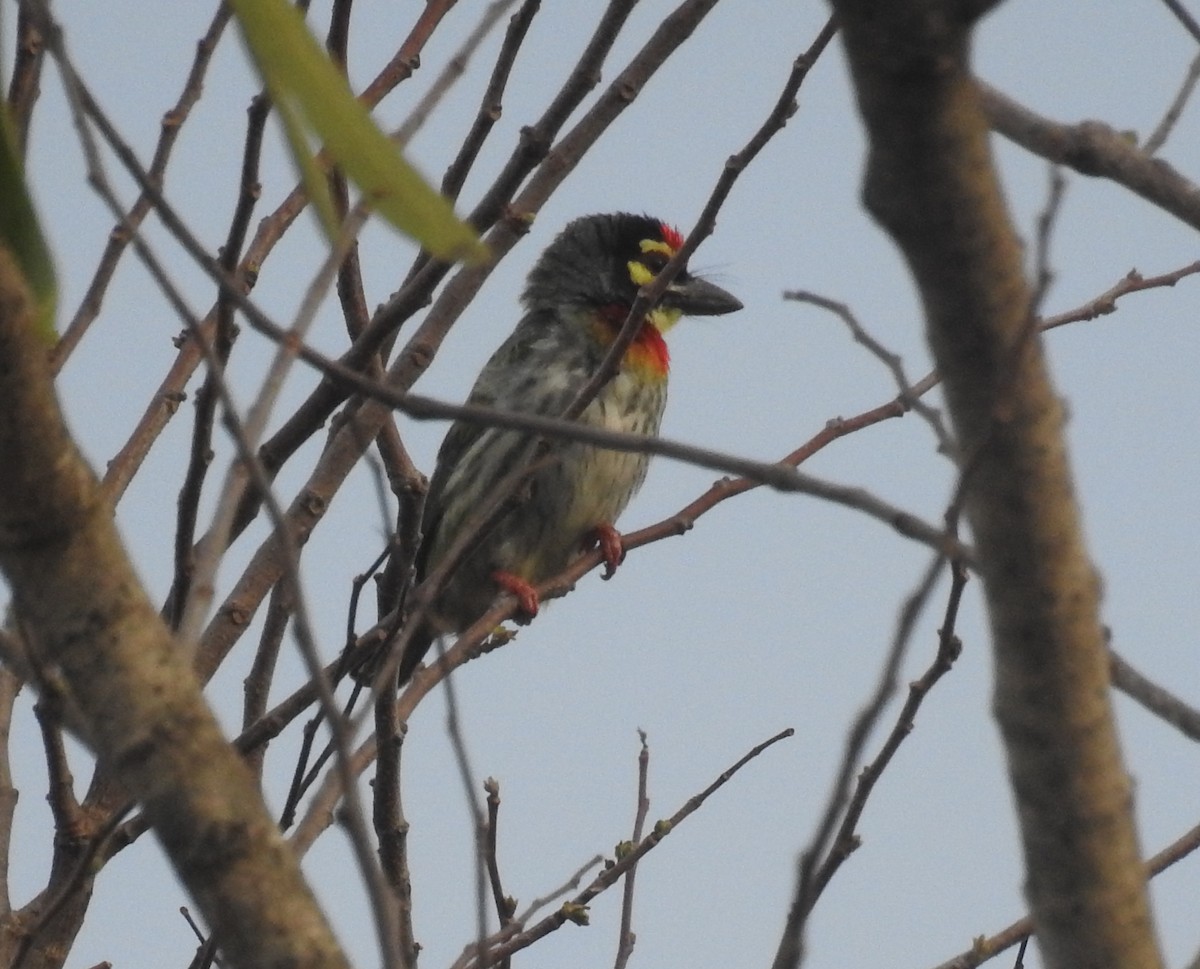 Coppersmith Barbet - ML25187911