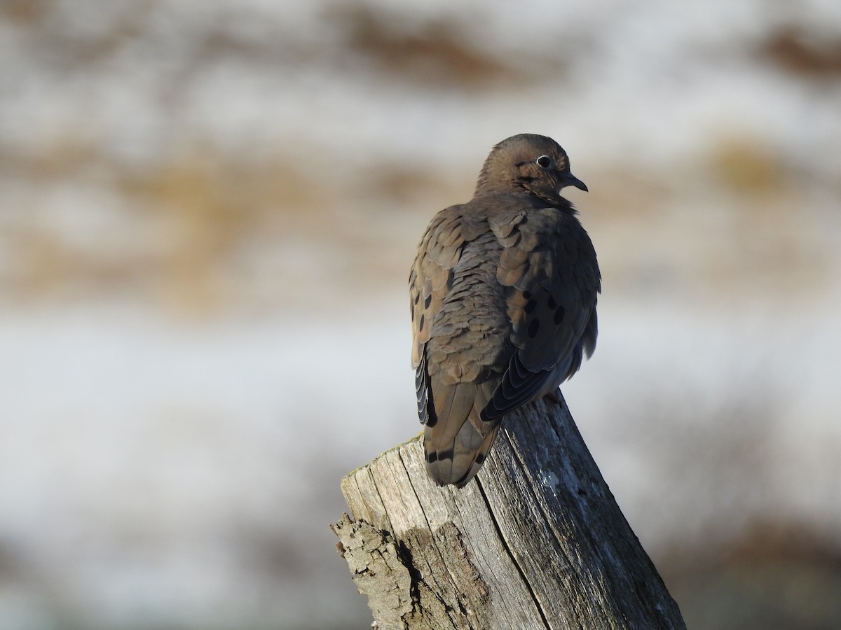 Eared Dove - ML251880041