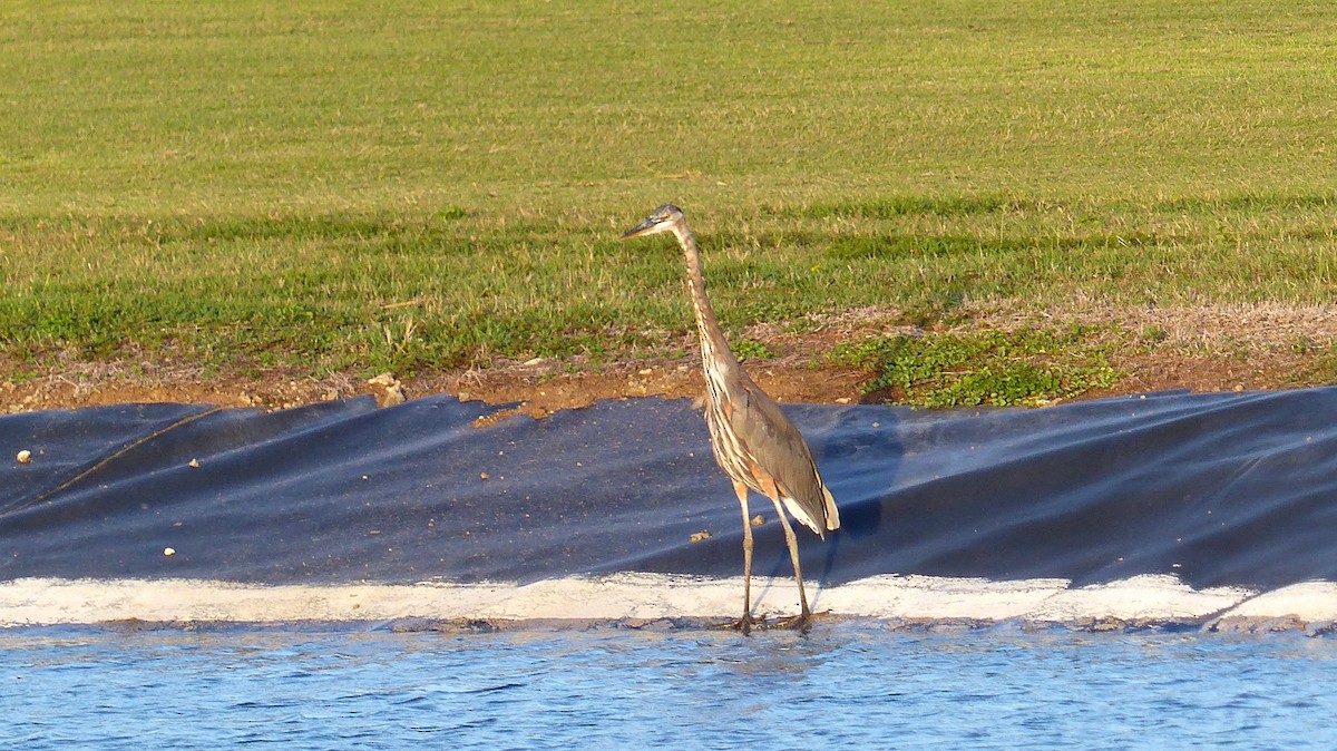 Great Blue Heron - Henriette de Vries