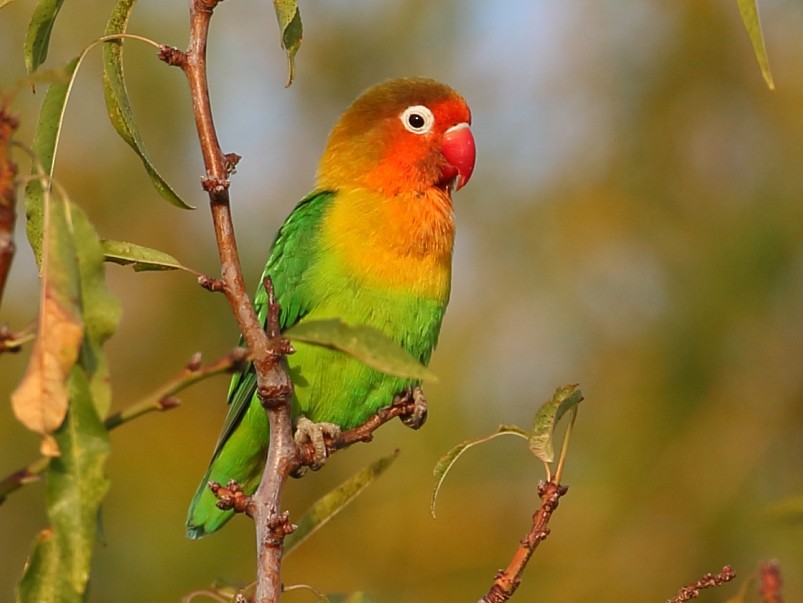 Photos - Fischer's Lovebird - Agapornis fischeri - Birds of the World