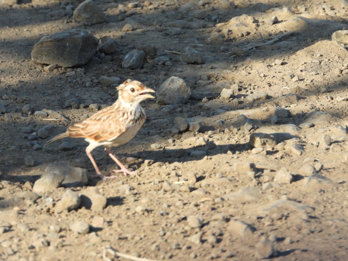 Indian Bushlark - ML251883321