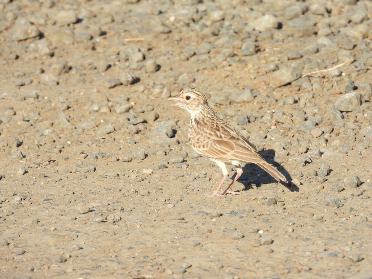 Indian Bushlark - ML251883351