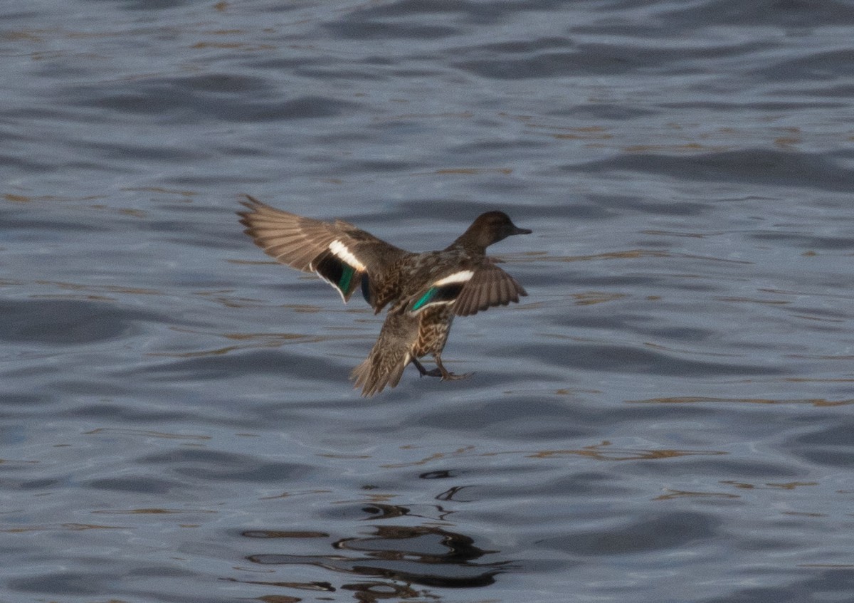 Green-winged Teal (Eurasian) - ML251883711