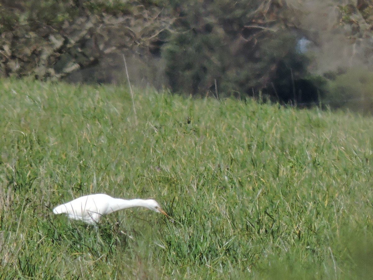 Western Cattle Egret - ML251883961