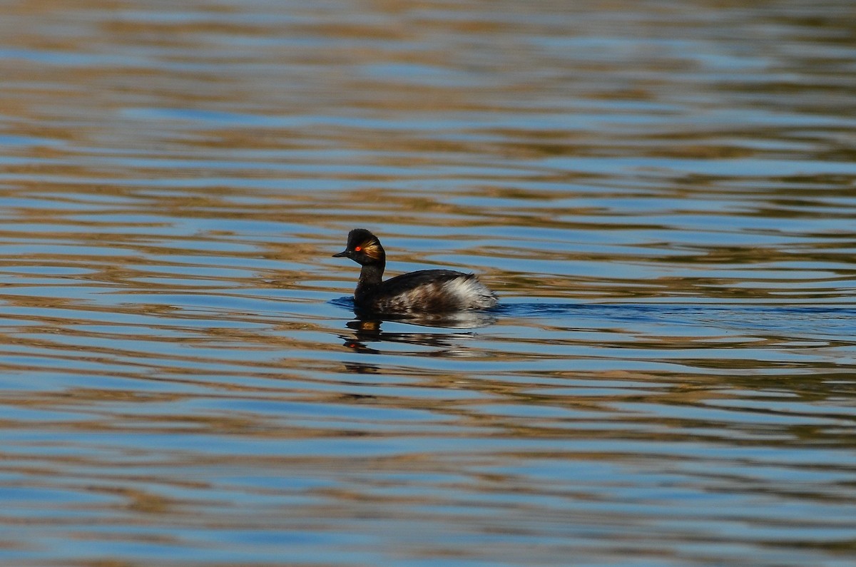 Eared Grebe - ML251884481