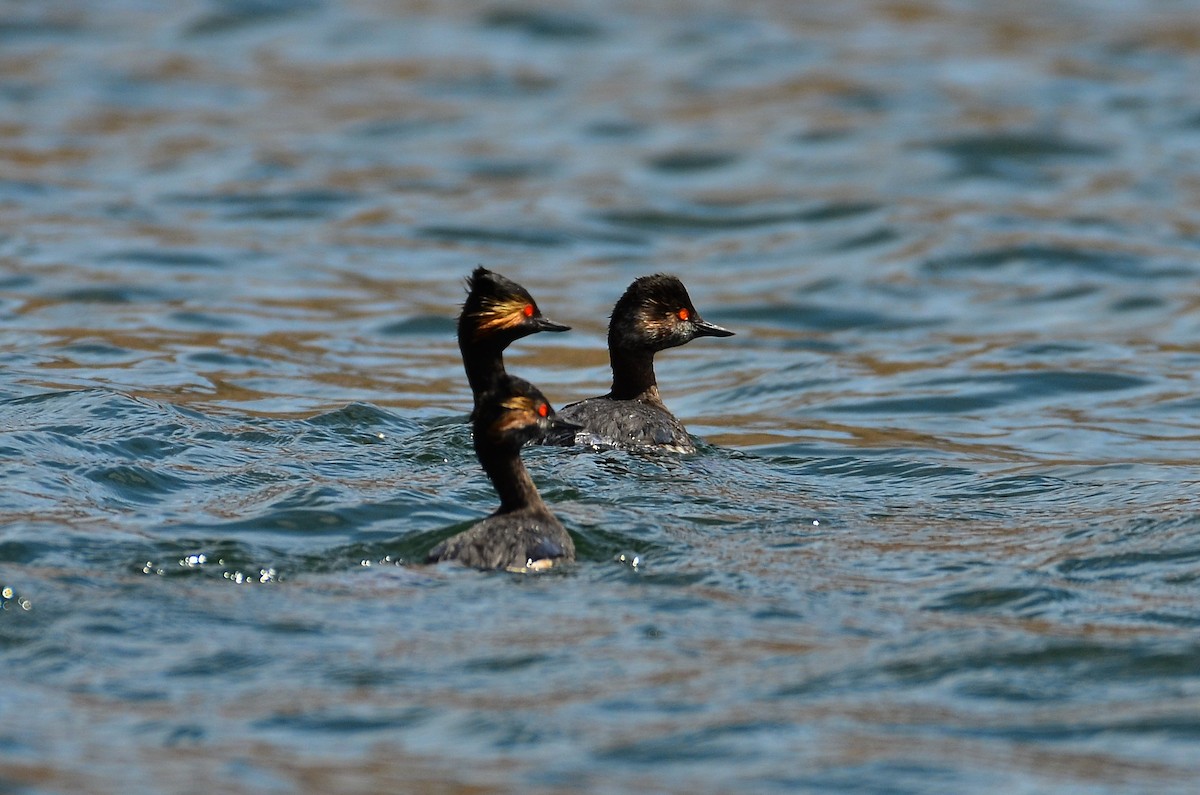 Eared Grebe - ML251886081