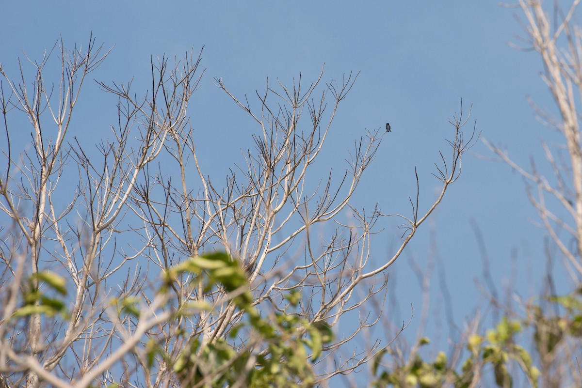 Bee Hummingbird - ML251886661