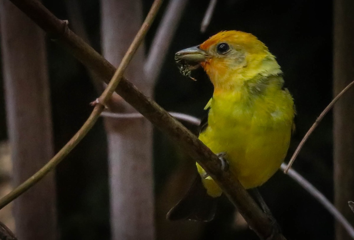 Western Tanager - ML251888341