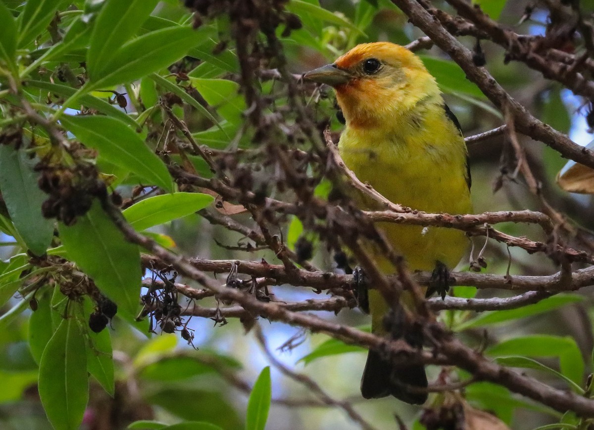 Western Tanager - ML251888451