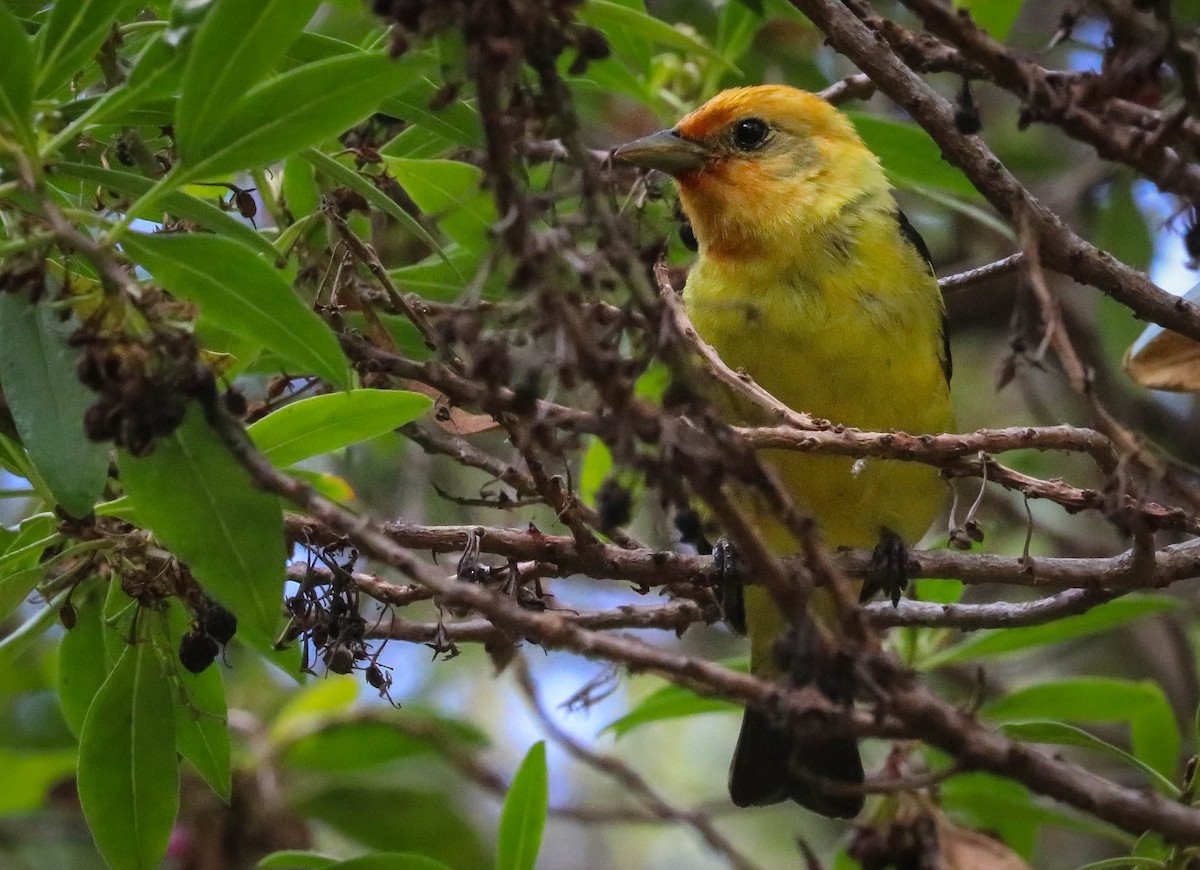 Piranga Carirroja - ML251888451