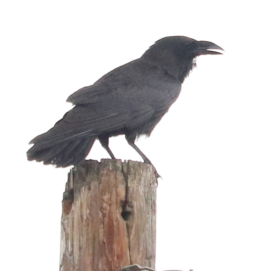 Corbeau à cou blanc - ML251888891