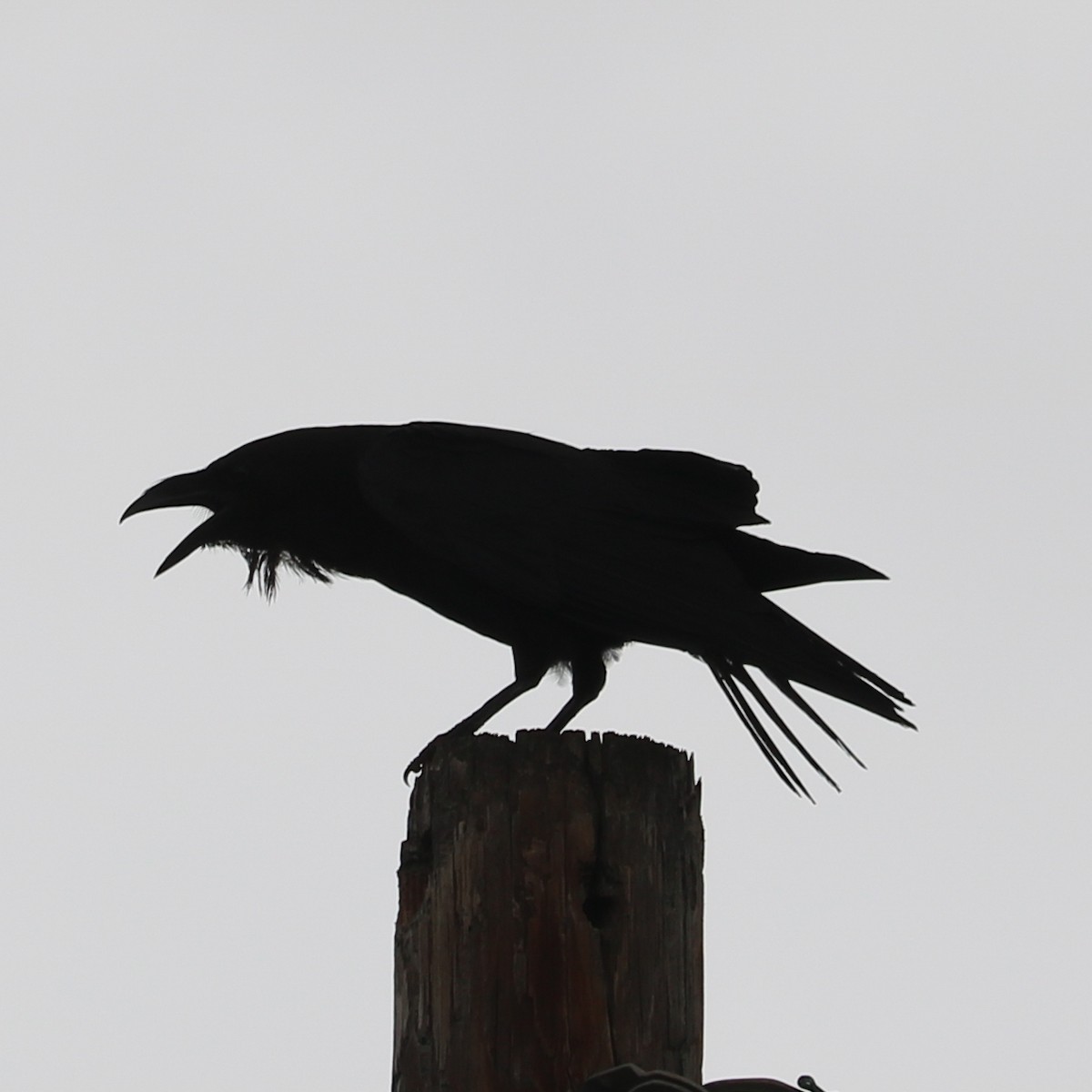 Corbeau à cou blanc - ML251888961