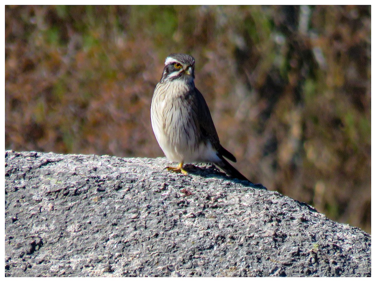 Spot-winged Falconet - ML251891471