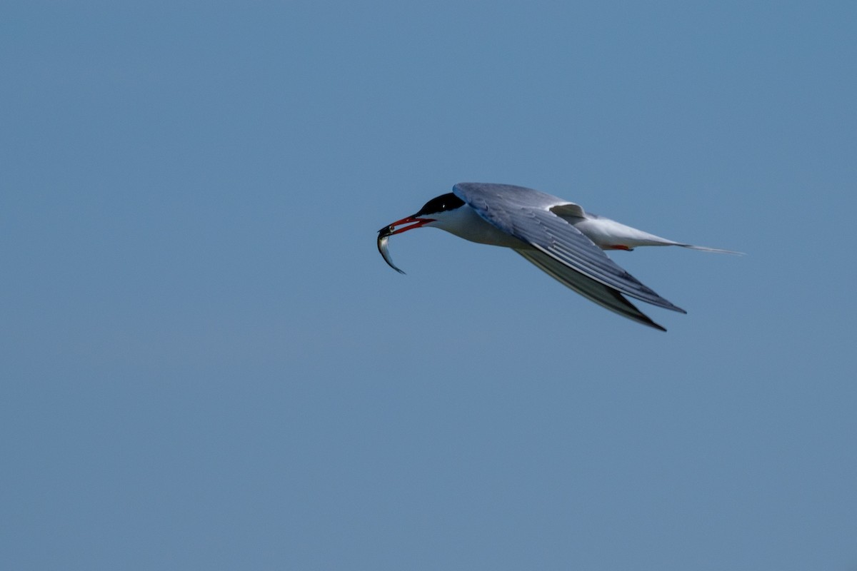 Common Tern - ML251893571