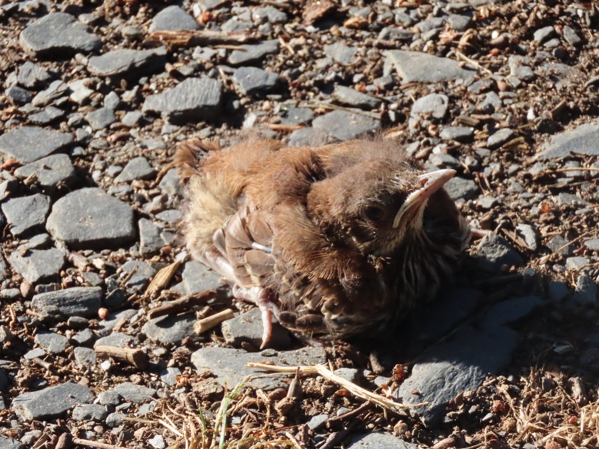 Brown Thrasher - ML251894051