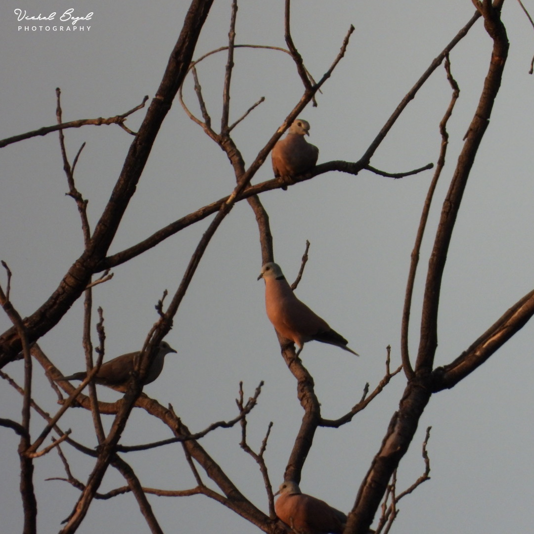 Red Collared-Dove - Vishal Bagul