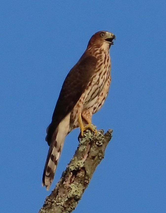 Cooper's Hawk - ML251894911