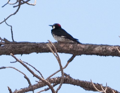 Acorn Woodpecker - ML251895701
