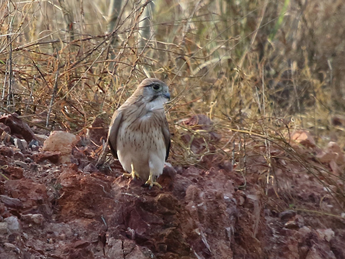 eBird Checklist - 8 Jul 2017 - PG-National Capital Province (-9.4338 ...