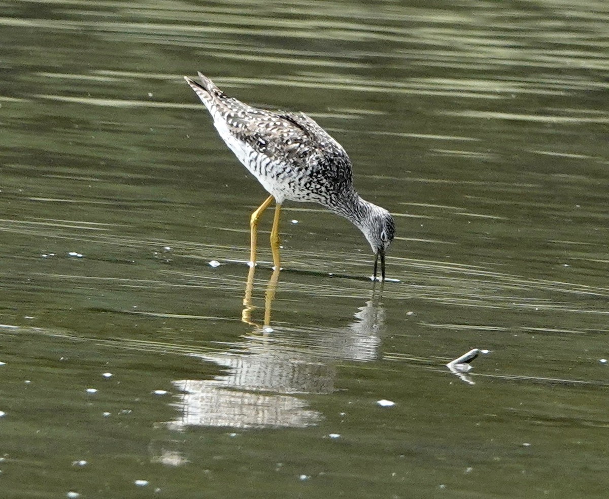 Greater Yellowlegs - George Mack