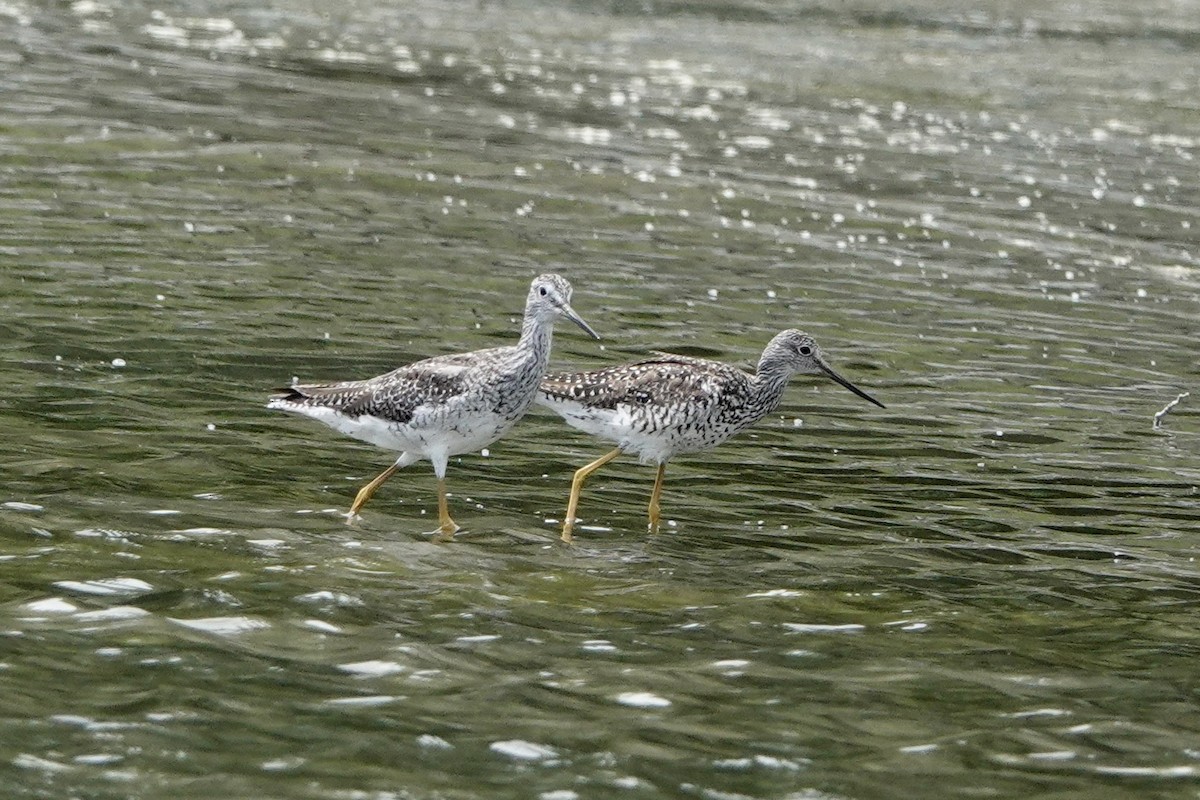 Greater Yellowlegs - ML251897941