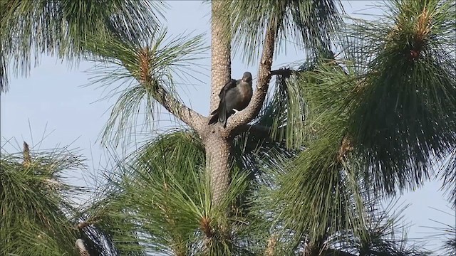 Lewis's Woodpecker - ML251898311