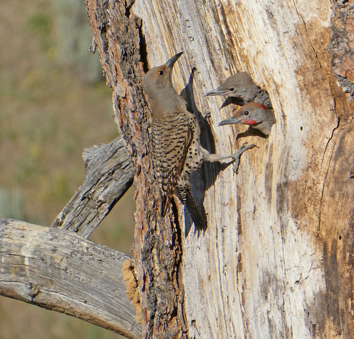 Northern Flicker - Terry Rich