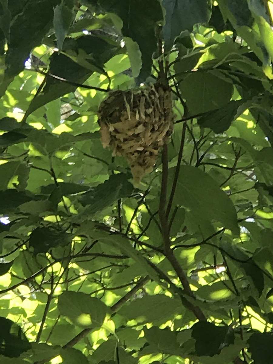 Red-eyed Vireo - ML251898751