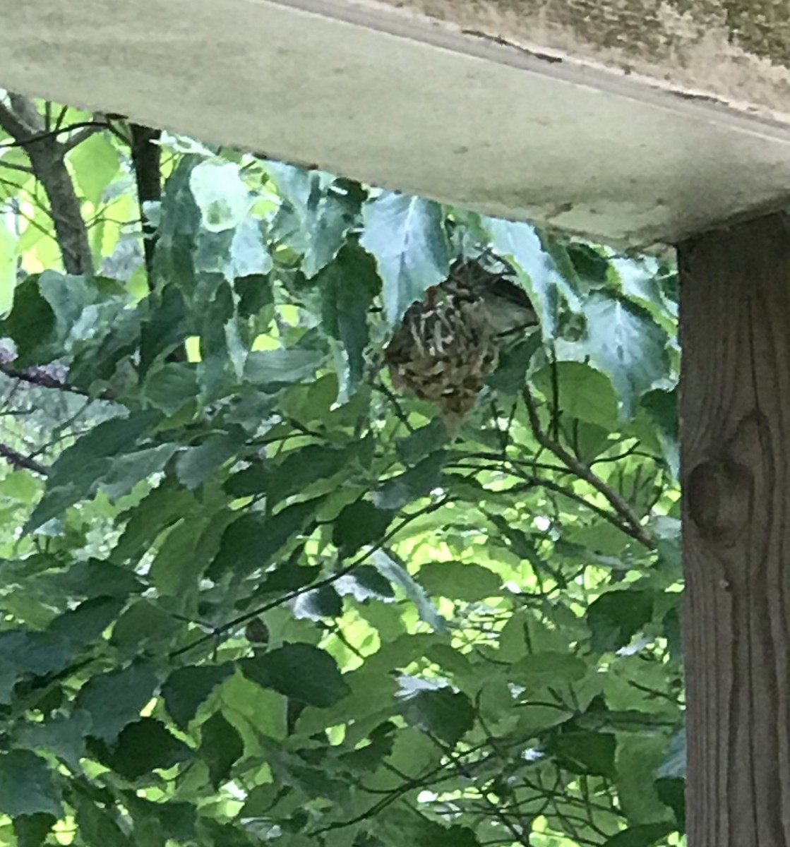 Red-eyed Vireo - ML251899121