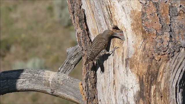 Carpintero Escapulario - ML251900801