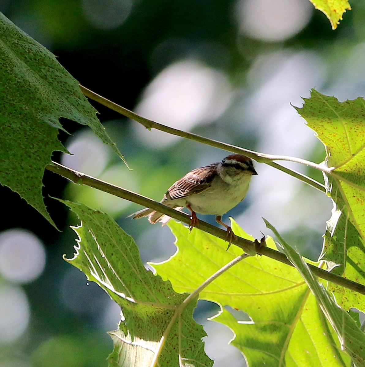 Chipping Sparrow - ML251902121