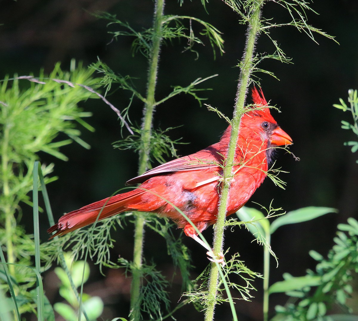Northern Cardinal - ML251902151