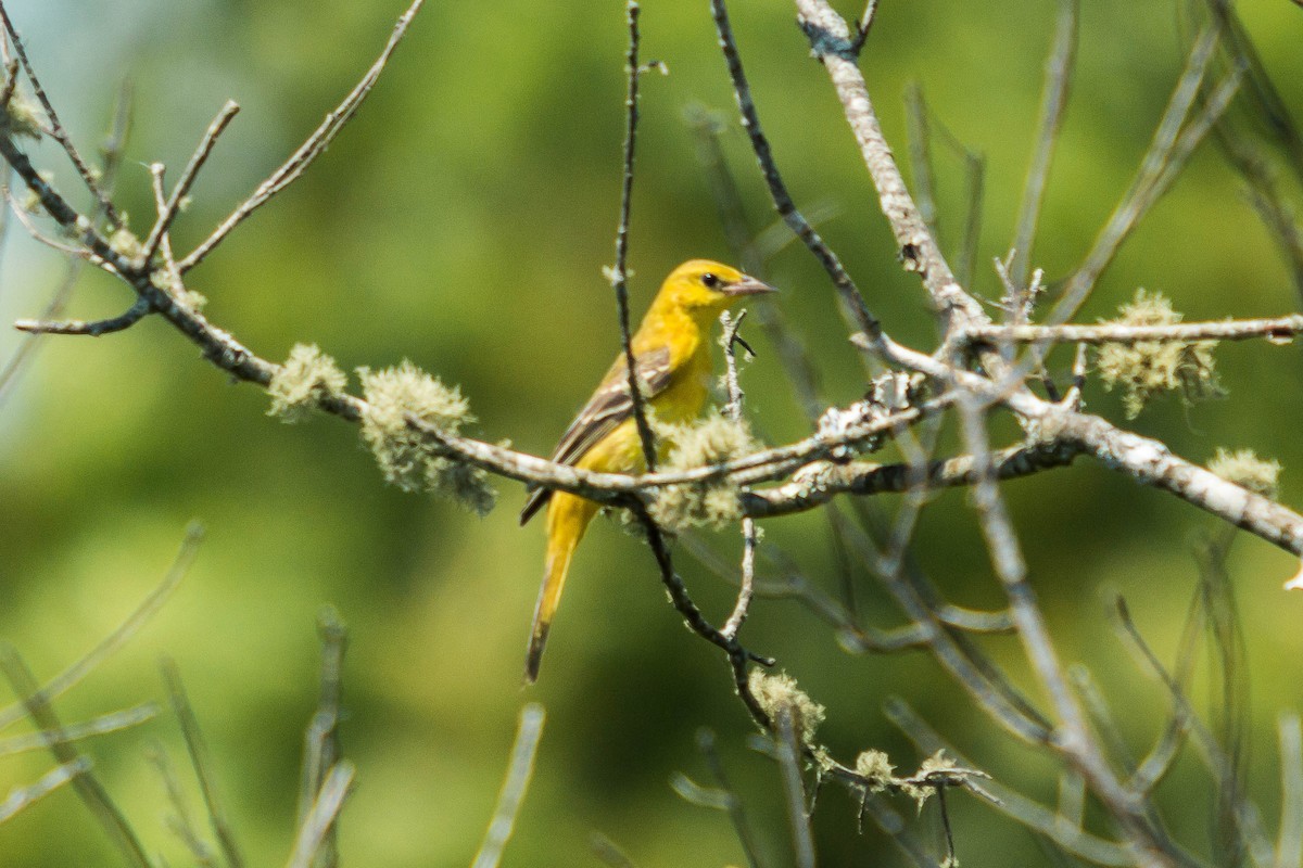 Orchard Oriole - ML251902731