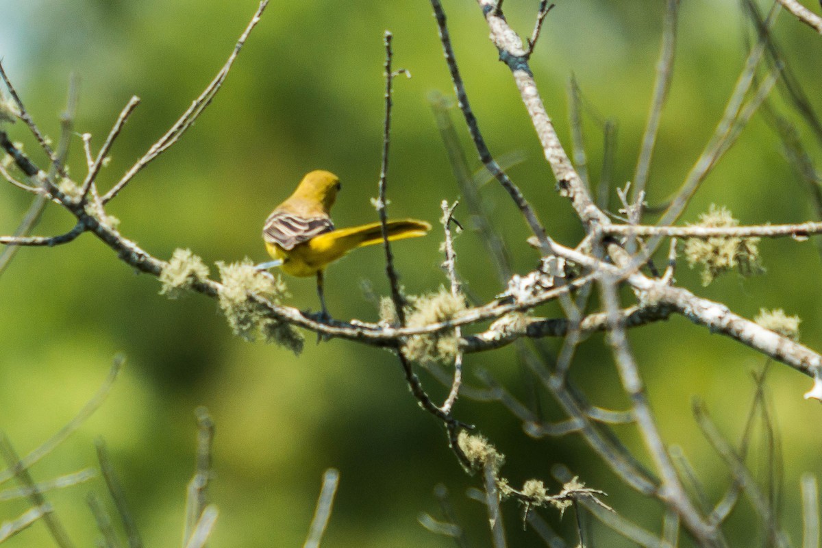Orchard Oriole - ML251903771