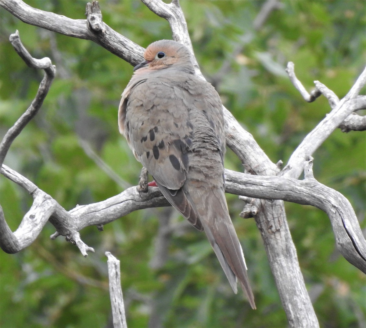Mourning Dove - ML251903861