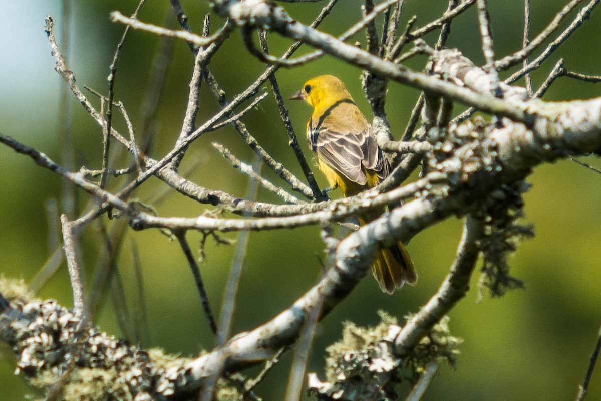 Orchard Oriole - ML251903891