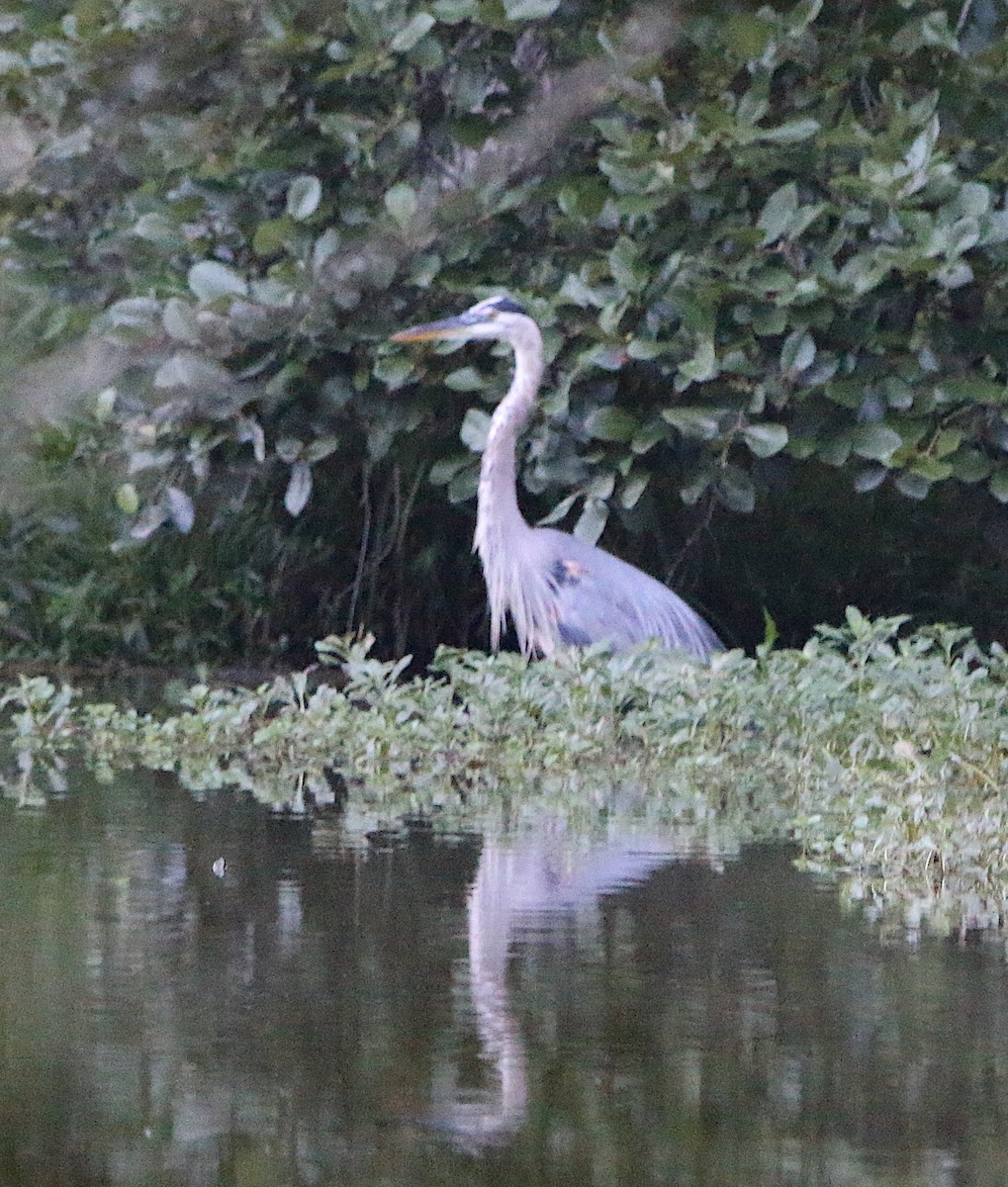 Great Blue Heron - ML251904711