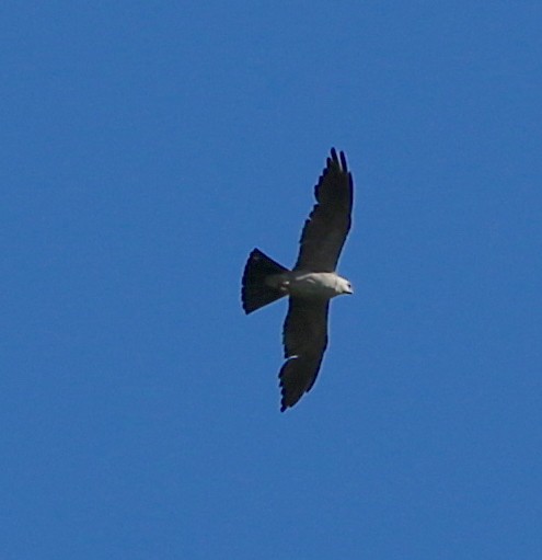 Mississippi Kite - ML251904721