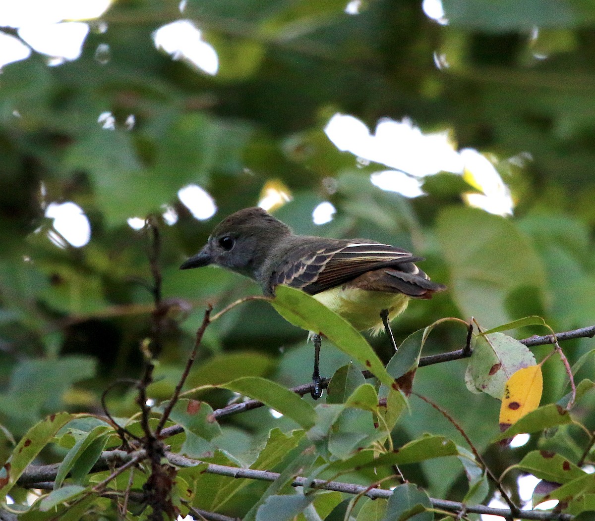 Great Crested Flycatcher - ML251904751