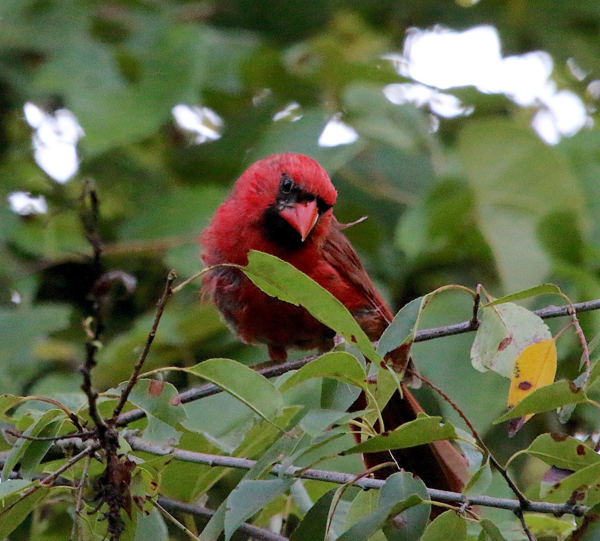 Cardinal rouge - ML251904851