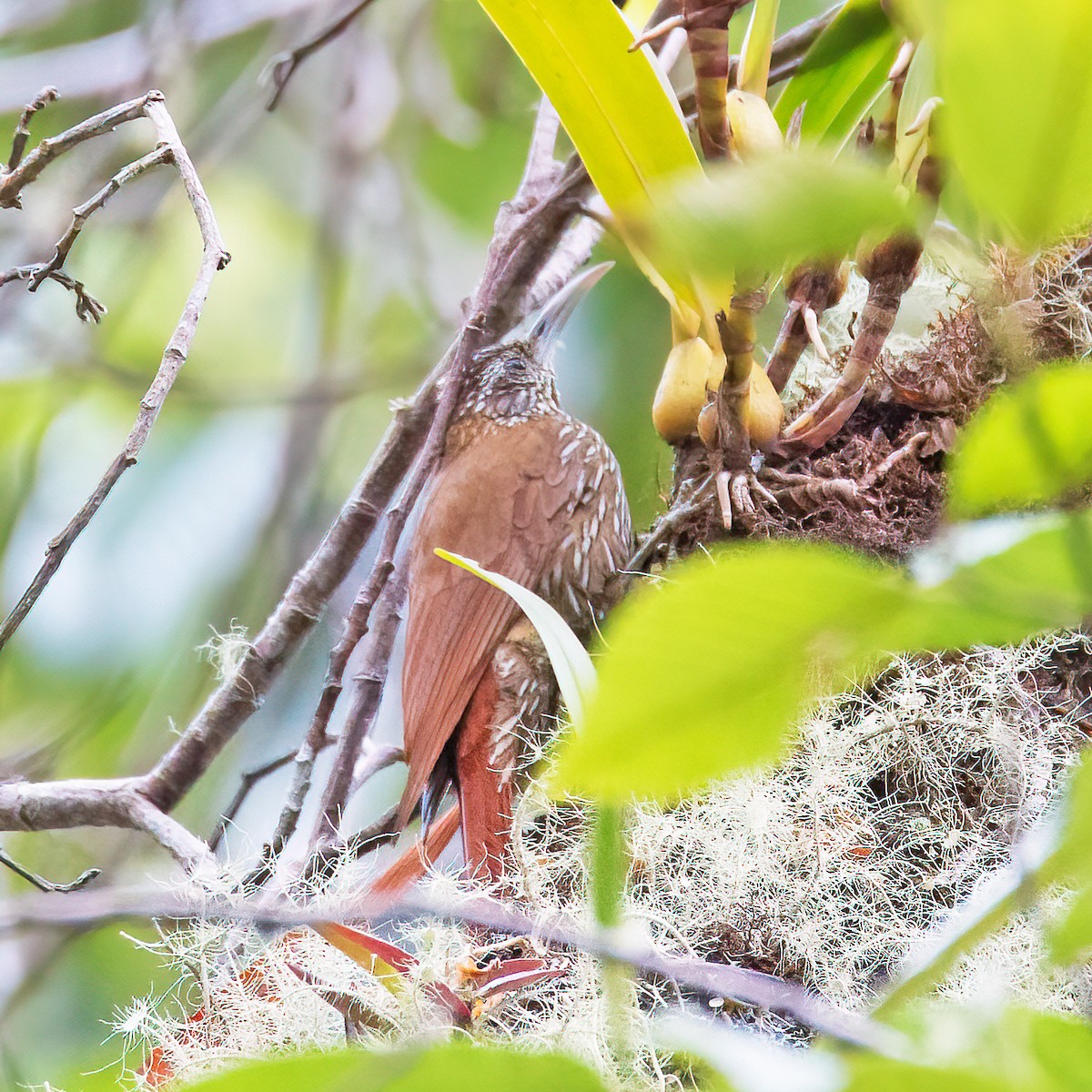 Montane Woodcreeper - Sue&Gary Milks