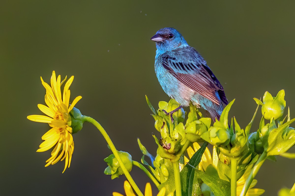 Indigo Bunting - ML251906501