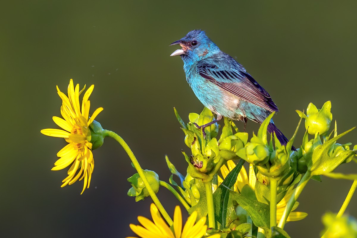 Indigo Bunting - ML251906511