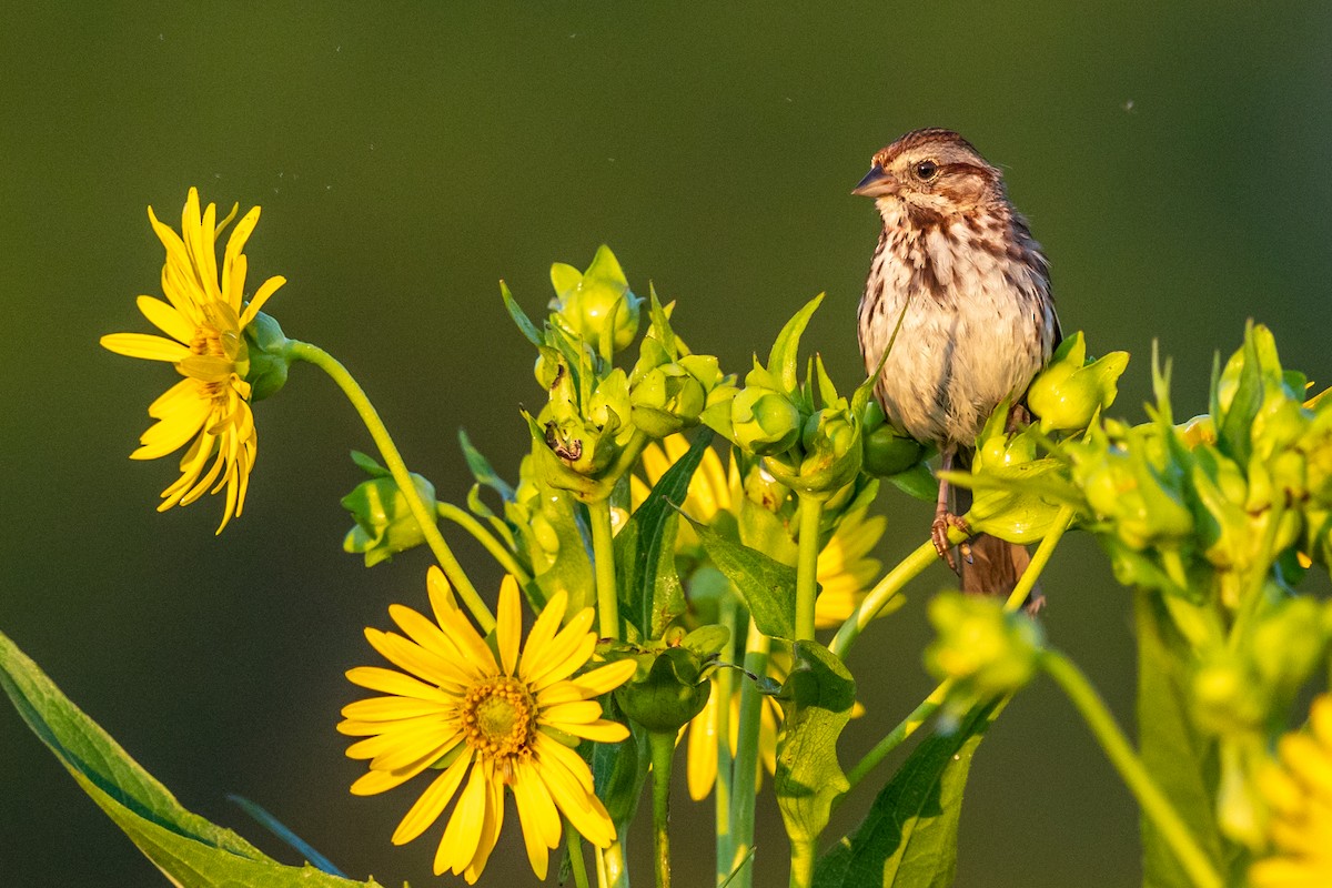 Song Sparrow - Brad Imhoff