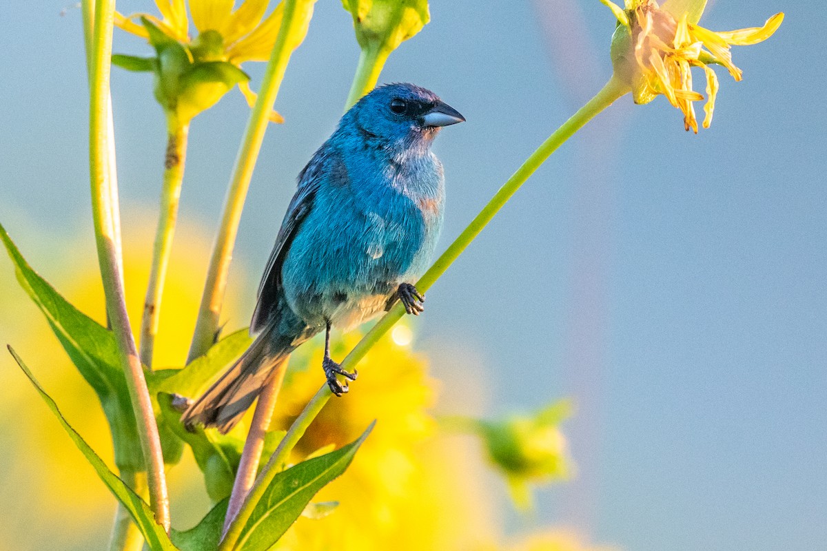 Indigo Bunting - ML251906641