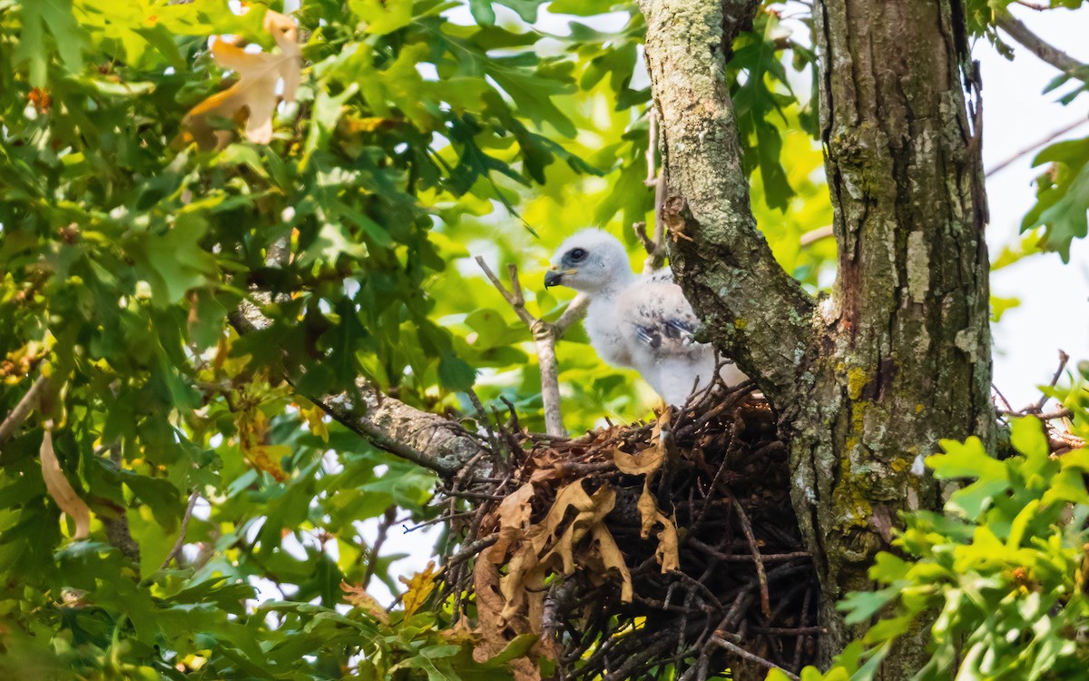 Mississippi Kite - Antonio Quezon